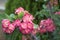 Pink euphorbia milii Crown of thorns, Christ thorn,Poi sian flow