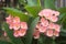 Pink Euphorbia milii flower.