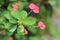 Pink euphorbia milii flowers