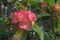 Pink euphorbia milii flowers blooming,Christ thorn,Poi sian flowers