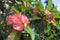 Pink euphorbia milii flowers blooming,Christ thorn,Poi sian flowers