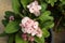 Pink euphorbia milii flowers blooming,Poi sian flowers