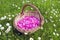 Pink European peony petals in the woven wooden basket