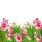 Pink eustoma flowers in grass