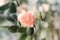 Pink eustoma rose  as wedding background. Soft blur focus.