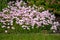 Pink Evening Primrose flowers Oenothera speciosa