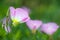 Pink Evening Primrose (oenothera speciosa)