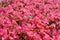 Pink ever-blooming begonia. Flower bed.