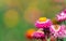 Pink everlasting flower in garden with blur background