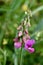 Pink everlasting pea flower and buds