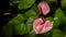 Pink exotic anthurium flower in jungle