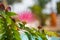 Pink exotic flower - Albizia julibrissin. Persian silk tree