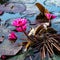 Pink exotic water lilies in tropical pond Tobago square