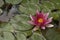 Pink exotic waterlily