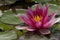 Pink exotic waterlily