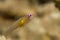 Pink eye Goby