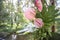 Pink fake flamingo wedding decoration with anthurium flowers and