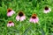 Pink Fall aster sunflower with a wasp