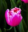 Pink Fancy Tulip Keukenhoff Lisse Holland Netherlands