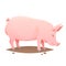 Pink farm pig