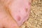 Pink Fat Pig Nipples