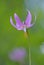 Pink fawn lily Erythronium revolutum, Cowichan Valley, Vancouver Island, British Columbia