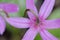 Pink fawn lily Erythronium revolutum, Cowichan Valley, Vancouver Island, British Columbia