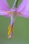 Pink fawn lily Erythronium revolutum, Cowichan Valley, Vancouver Island, British Columbia