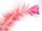 Pink Feather 2