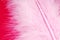 Pink feather plumage texture