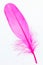 Pink feather standing on foam close-up
