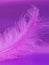 Pink feather on a violet background