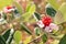 Pink feijoa flower in bloom