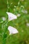 Pink field bindweed