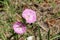 Pink Field Bindweed