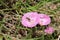 Pink Field Bindweed