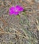 Pink Field Carnation Flower