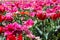 A pink field of tulips