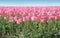 Pink field of Tulips