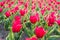 Pink field of tulips, Netherlands. bulb field in springtime. harmony in meditation. Beautiful pink tulip fields. Holland