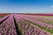 Pink field of tulips and wind turbines