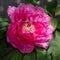 Pink filled peony, beautiful peony, overlapping petals