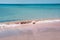 Pink fine sand beach, bathed by turquoise sea