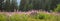 Pink Fireweed Against Pine Trees In Meadow