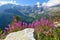 Pink fireweed (Chamaenerion angustifolium) flowers