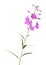 Pink fireweed flower isolated on white