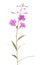 Pink fireweed isolated on white