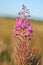 Pink fireweed ivan tea in autumn. Blooming faded willowherb wildflowers in the meadow