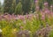 Pink Fireweed Wildflowers In Rocks In Colorado