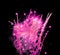 Pink firework display black night sky background isolated closeup, bright red firecracker burst pattern, purple salute explosion
